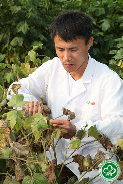 1 严根土研究棉花抗逆性状.jpg