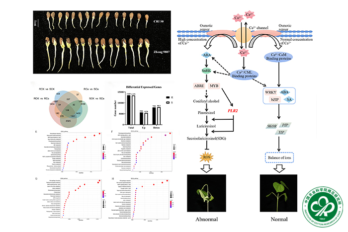 棉花耐高钙胁迫的分子机制解析-小.jpg