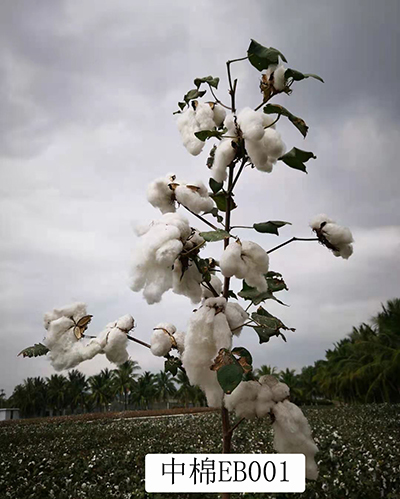 中棉EB001-单株.jpg