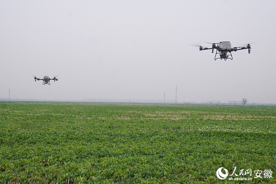 6.无人机正在施肥。人民网记者 陈若天摄.jpg