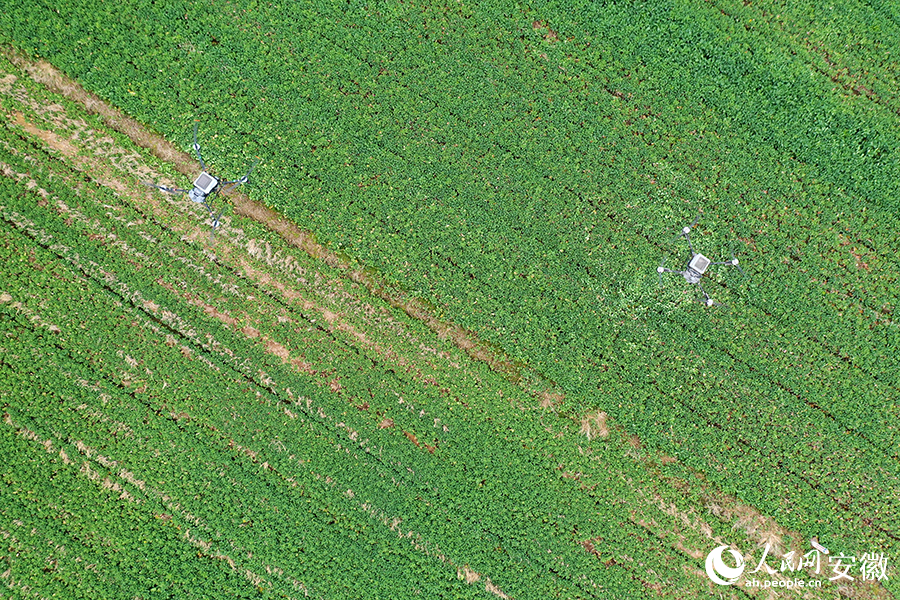 1.程学泽种植的油菜田。人民网记者 陈若天摄.jpg
