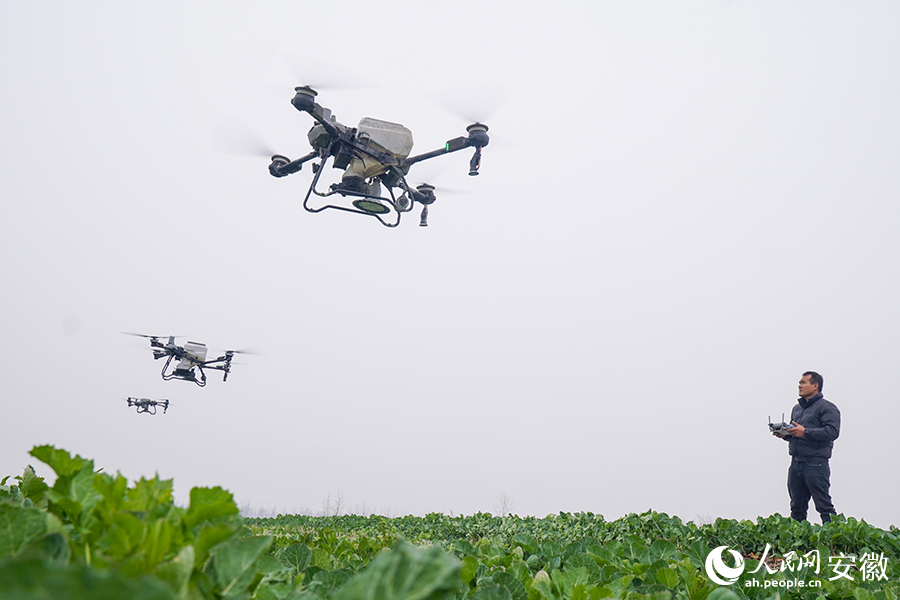 2.油菜田里，无人机正在施肥。人民网记者 陈若天摄.jpg