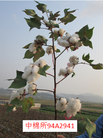 中棉所94A2941-单株.jpg