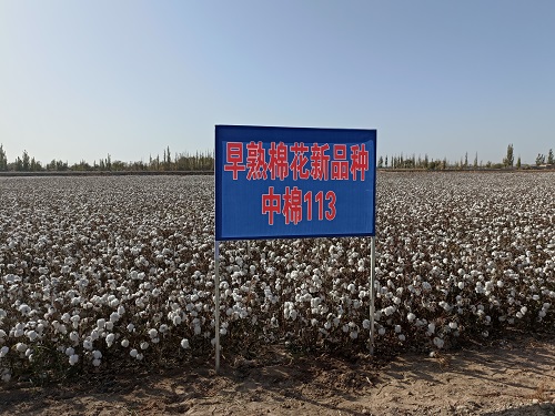 示范田 中棉所供图.jpg