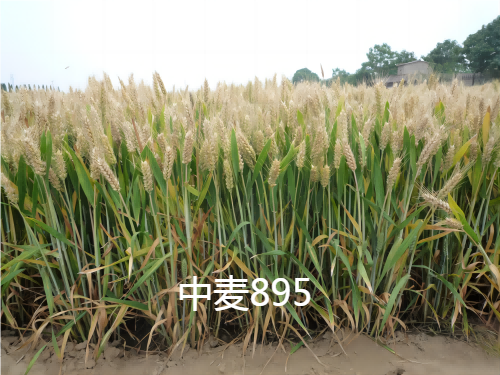 中麦895.png