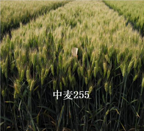 中麦255(1).png