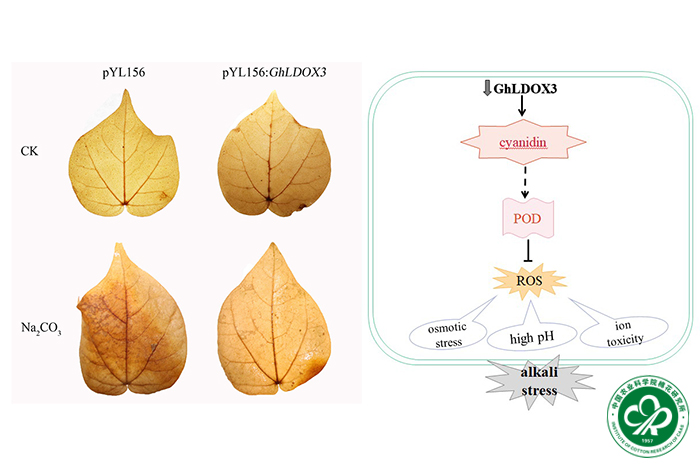 GhLDOX3基因调控棉花耐碳酸钠的分子机制-小.jpg